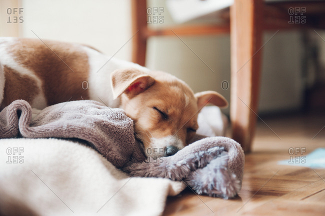 Nice puppy asleep at home quietly