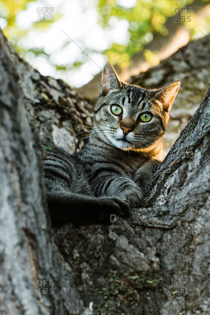 Stripped cat lying on tree
