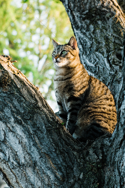 Cat sitting on tree and looking away
