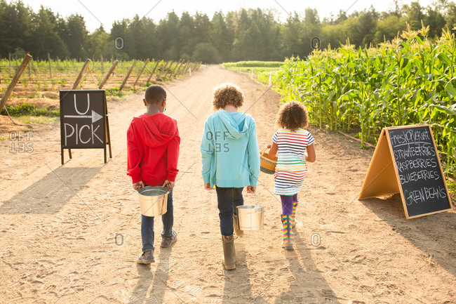 Rear view of three siblings walking together on a U-pick farm