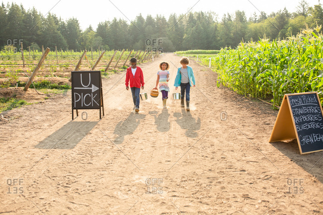 Three siblings walking together on a U-pick farm