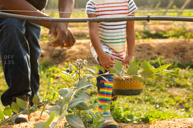 Father and daughter picking blueberries on a U-pick farm