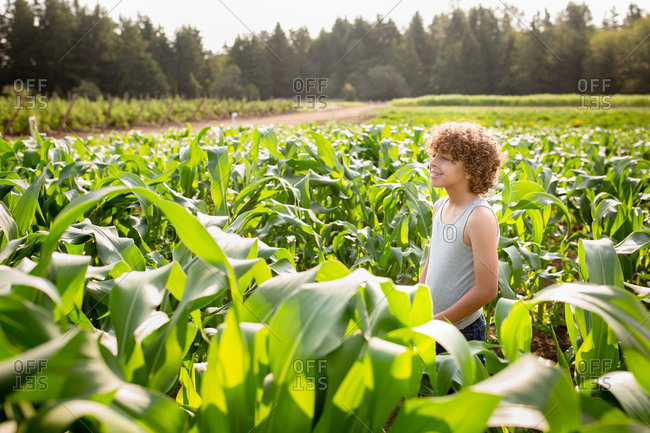Young boy in a cornfield