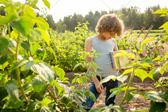 Little boy picking raspberries on a farm