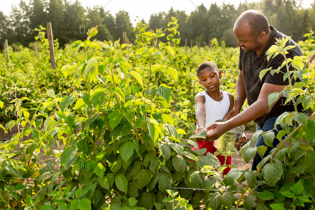 Little boy and his dad picking fresh raspberries on a farm