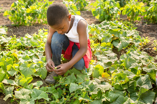 Boy checking out cucumber plants on a farm