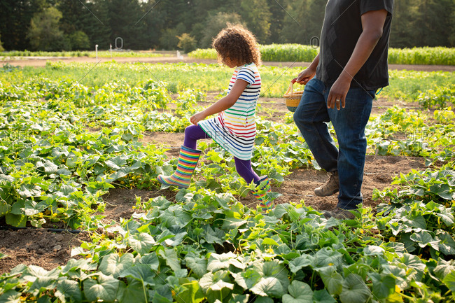 Father and daughter picking cucumbers on a U-pick farm
