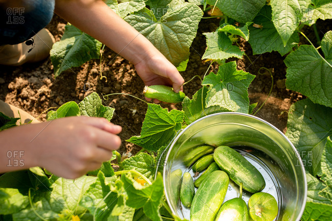 Hands of a young boy picking cucumbers