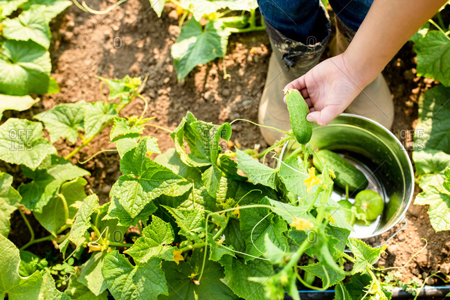 Hands of a small boy picking cucumbers