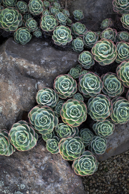 Succulent landscape design stock photo - OFFSET