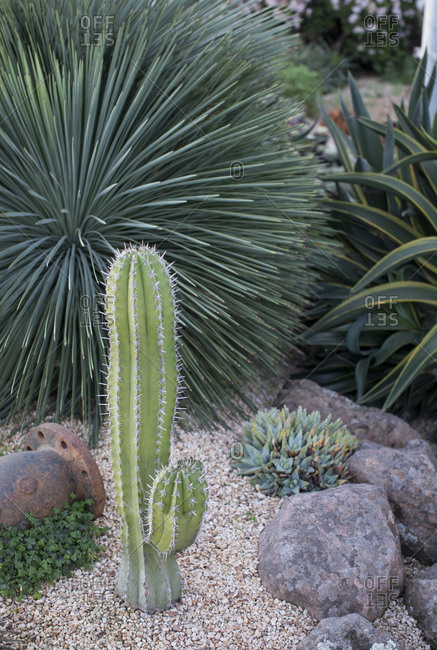 A Cactus In Landscape Design Stock Photo Offset Cactus In Landscape Design Stock Photo