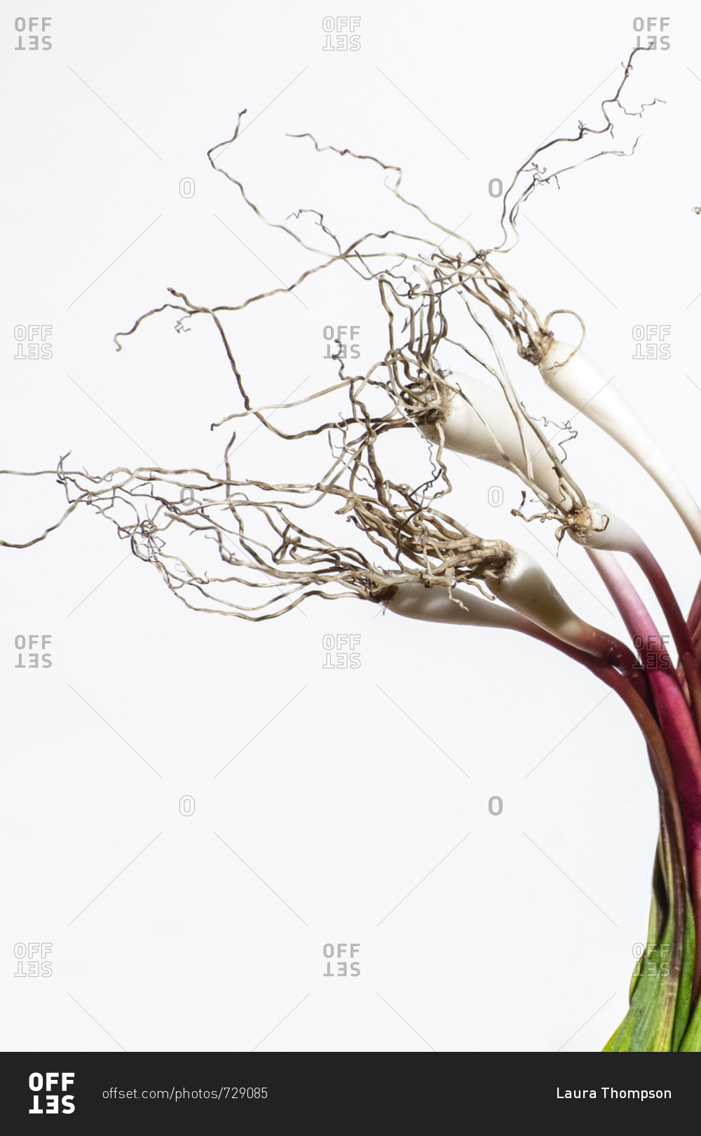 Ramp bulbs and roots on a white background stock photo - OFFSET