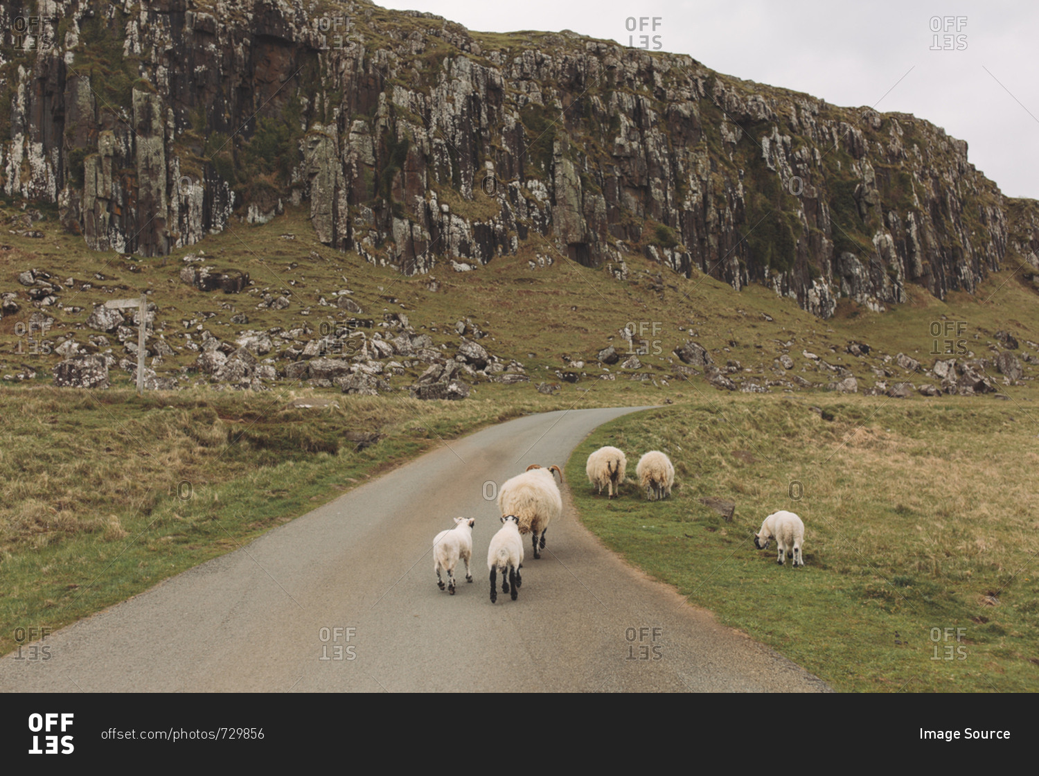 Sheep on road, Orbost, Isle of Skye, Scotland, UK
