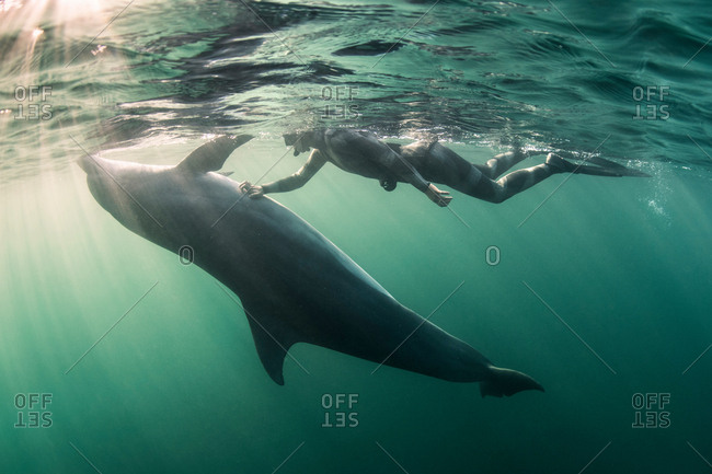 Large group of bottlenose dolphins, Seymour, Galapagos, Ecuador, South  America stock photo