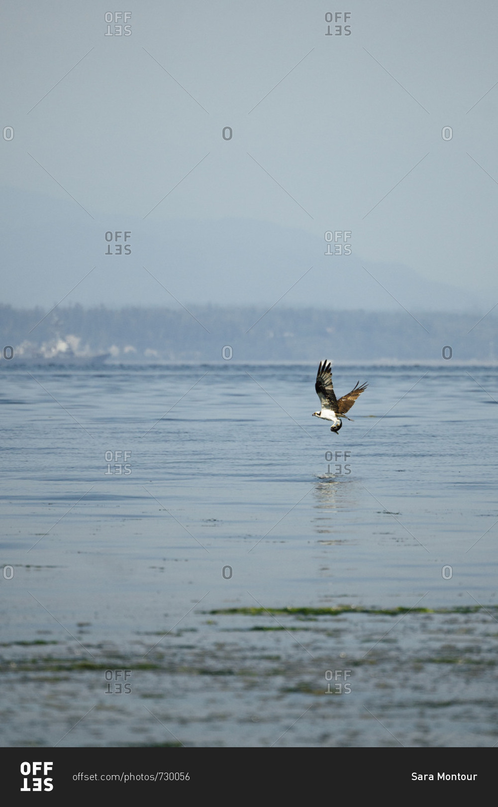 Osprey holding a fish in its talons flying above the waters of Puget Sound