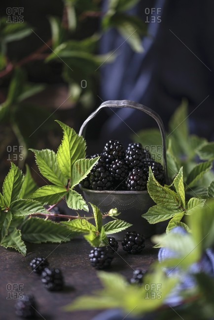 brambleberry stock photos - OFFSET