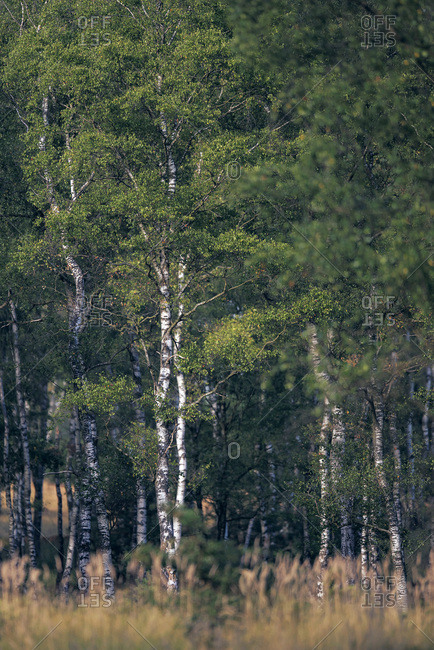 White trees in a forest