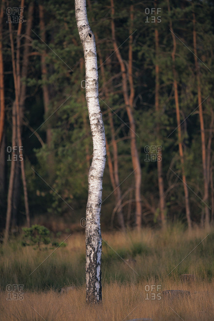Bare white tree in a forest