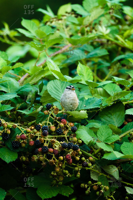 Songbird perched in a blackberry bush