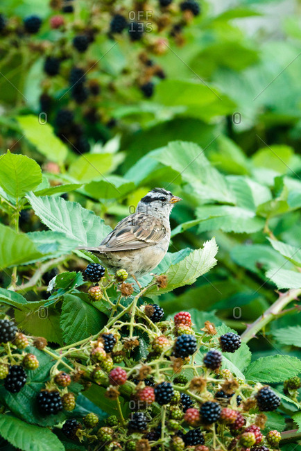 Songbird perched on a blackberry bush with ripe berries