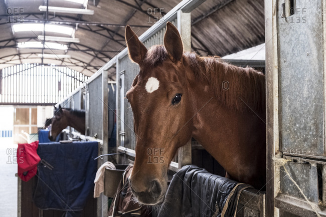 Brown bay horse looking out of its box at a stable