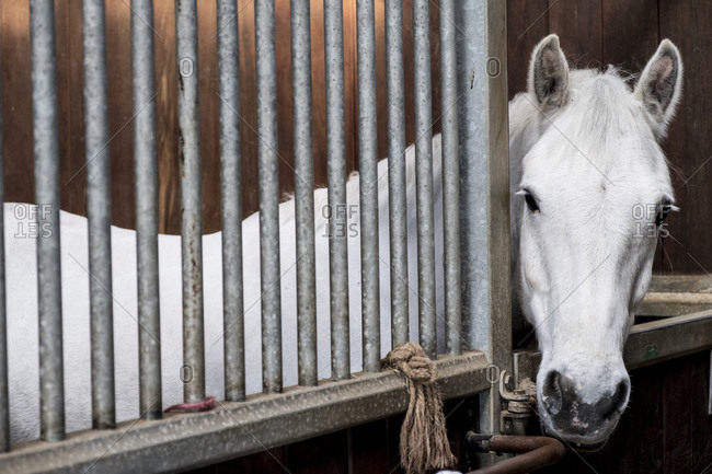A grey horse looking out of its box at a stable