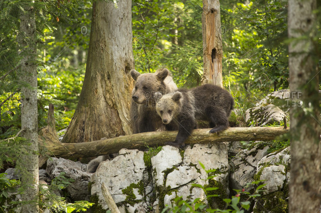 Brown bear (Ursus arctos) family in forest, Inner Carniola, Slovenia