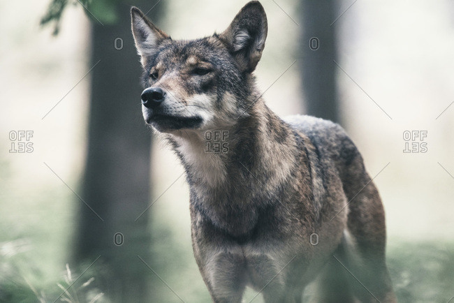 Eurasian wolf