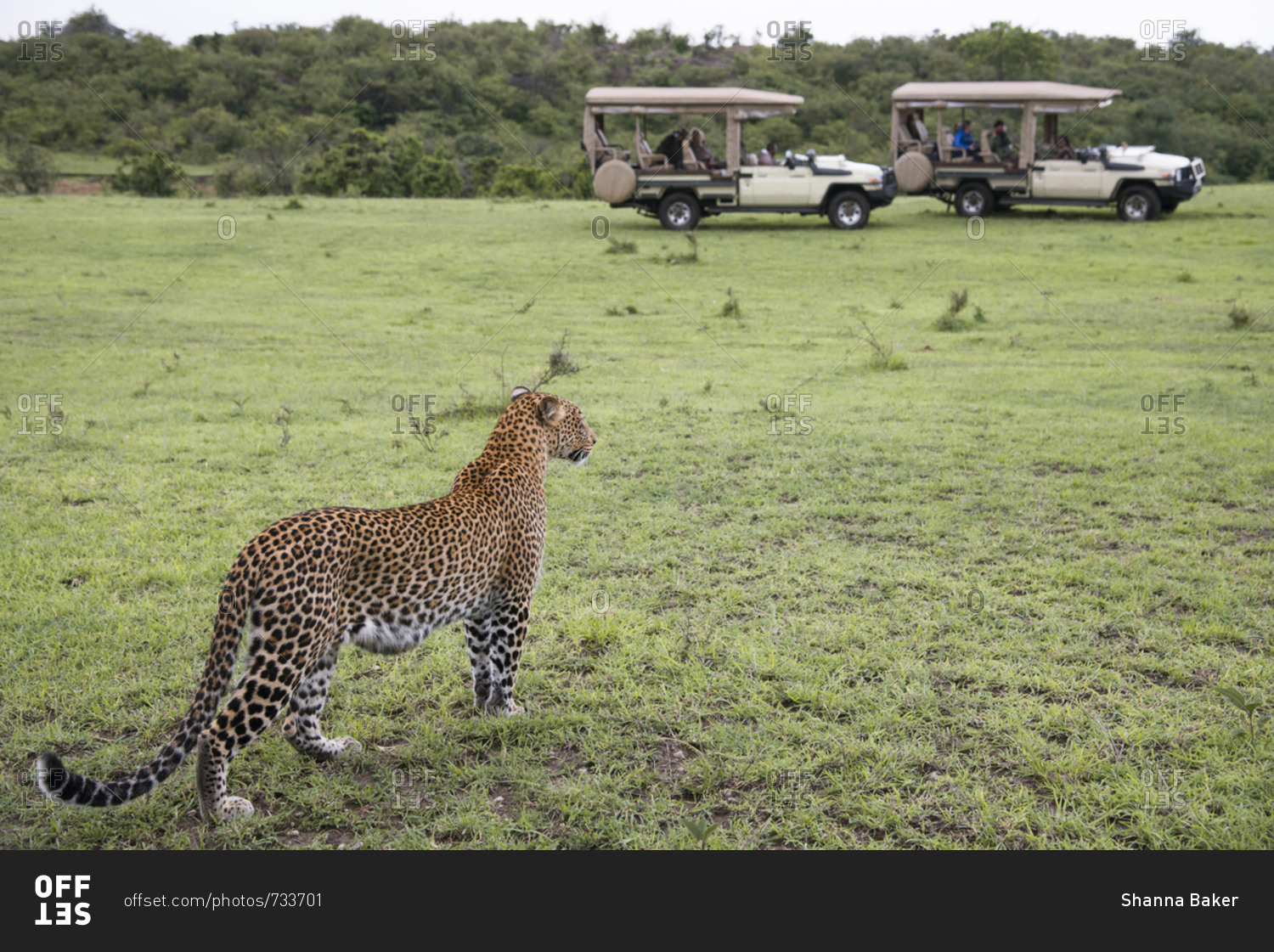 Leopard with two safari vehicles in the distance at Maasai Mara, Kenya