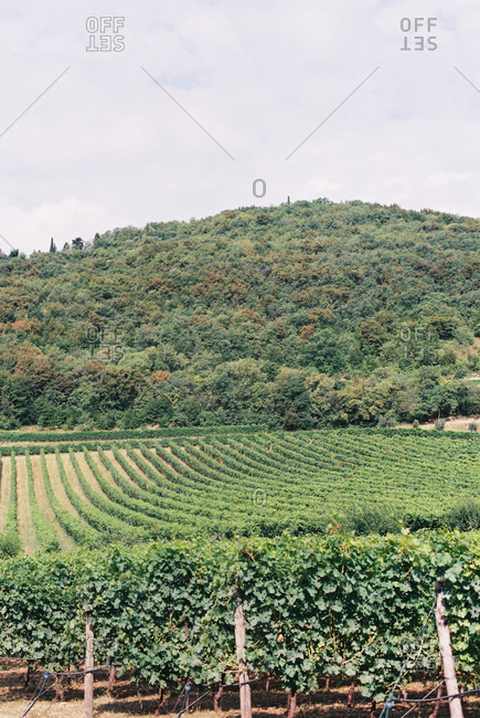 Rolling hills of a vineyard landscape in Italy