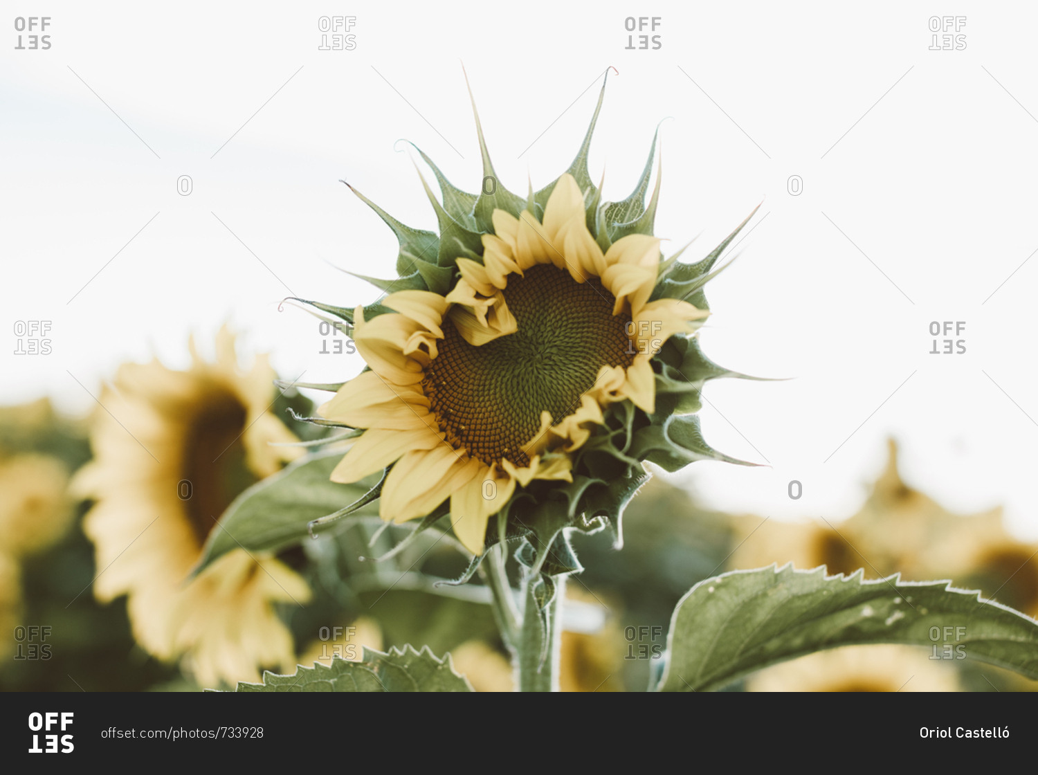 Sunflower blossoming in field