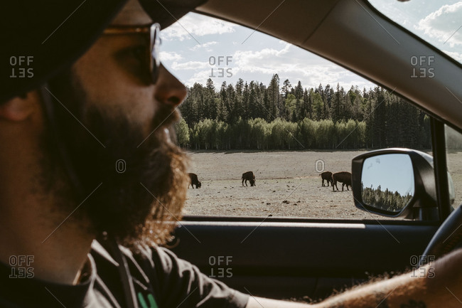 Man driving past buffalo at grand canyon National Park