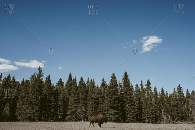 Buffalo  at grand canyon National Park