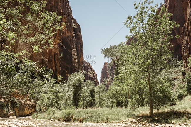 Trees and rock formations at Zion National Park