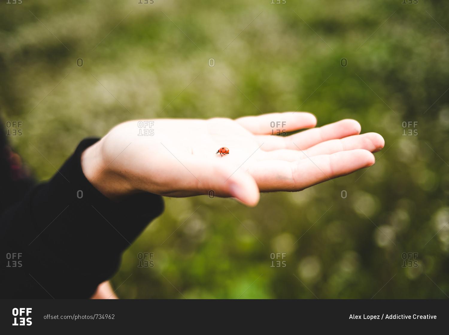 Colorful tiny lady bird crawling on tender hand of girl in black outside.