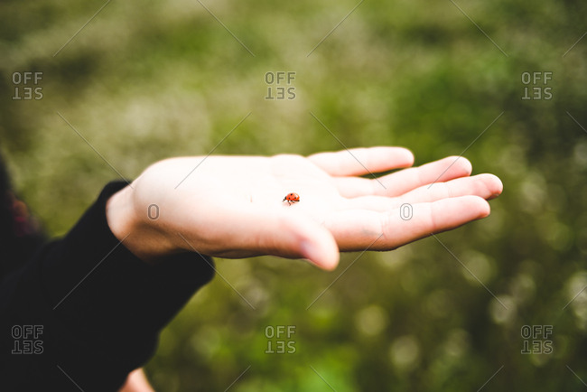 Colorful tiny lady bird crawling on tender hand of girl in black outside.