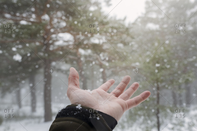 Caressing the cold snowflakes with your hand during the snowfall in the forest.