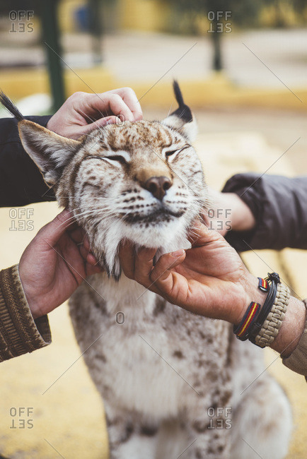 Crop hands stroking lynx