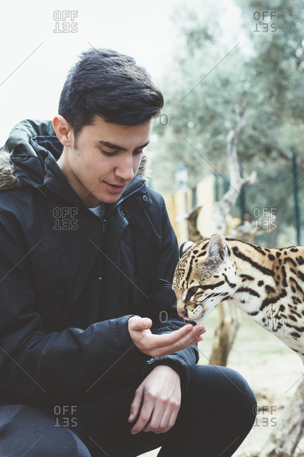 Young man feeding leopard cat from hand in the zoo.