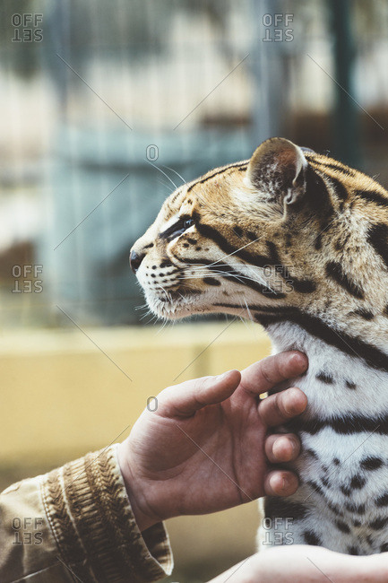 Hands of unrecognizable person stroking stained leopard in the zoo.
