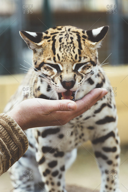 Hand stroking leopard in the zoo