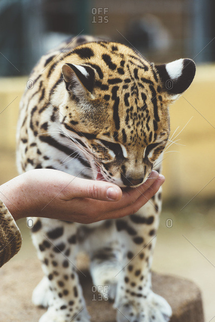 Hand stroking leopard in the zoo