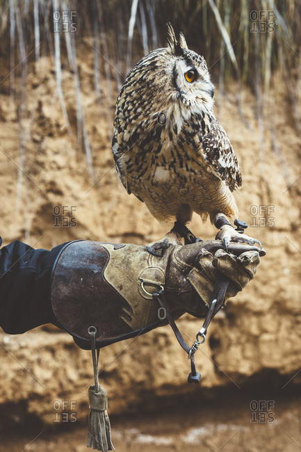 Owl on orange glove in nature
