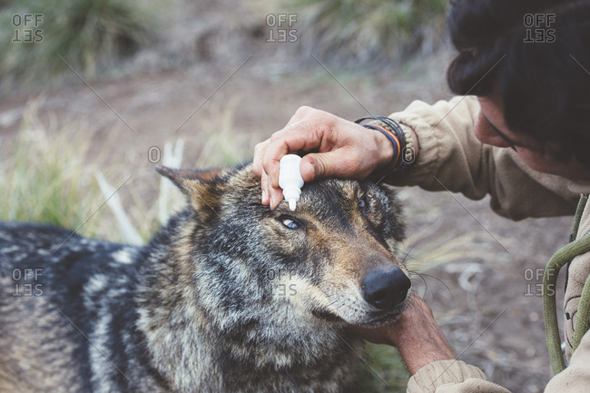 Adult vet man sitting and dripping to the eye of the wolf.
