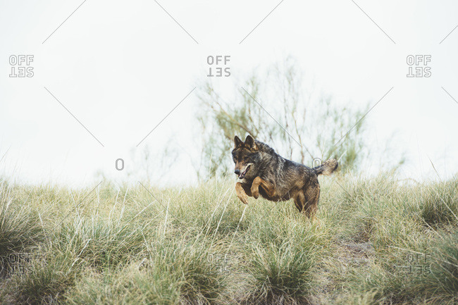 Brown fur wolf having fun and jumping on green grass in the reserve.