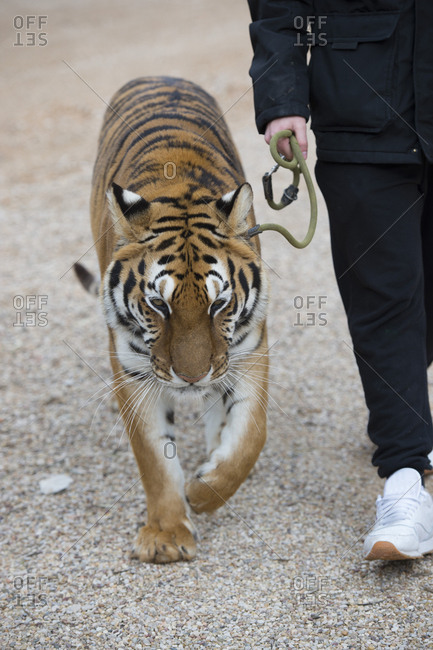 Crop unrecognizable man walking with leashed tiger in the zoo.