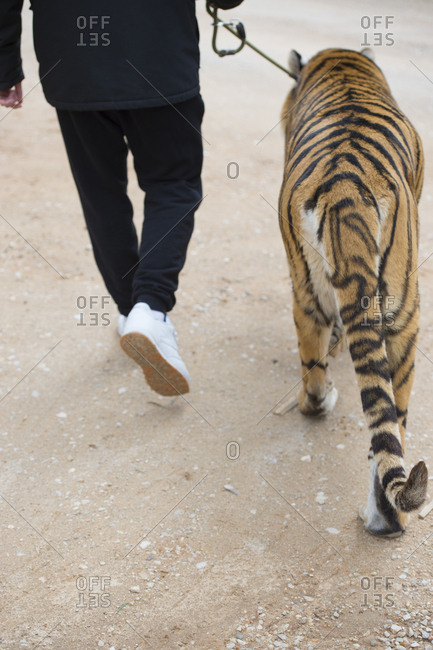 Man walking with leashed tiger