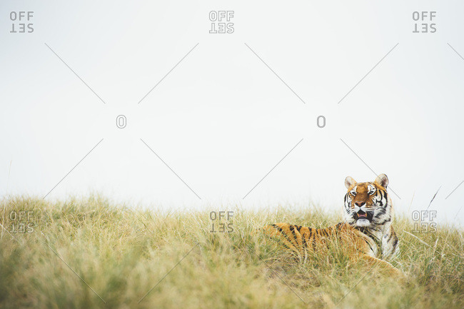 Tiger in green grass