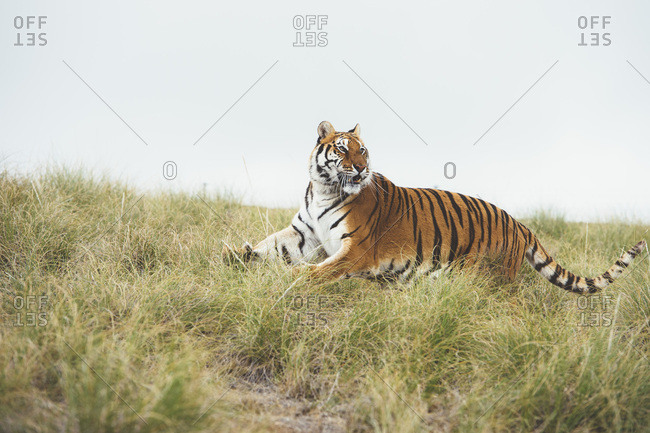 Tiger in green grass