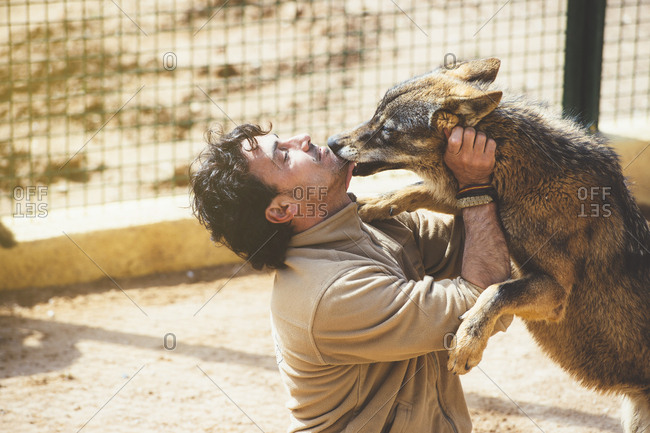 Adult man with happy wolf licking his face in the zoo.